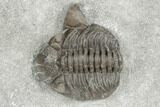 Long, Partial Eldredgeops Trilobite Fossil - Silica Shale, Ohio #191144-2